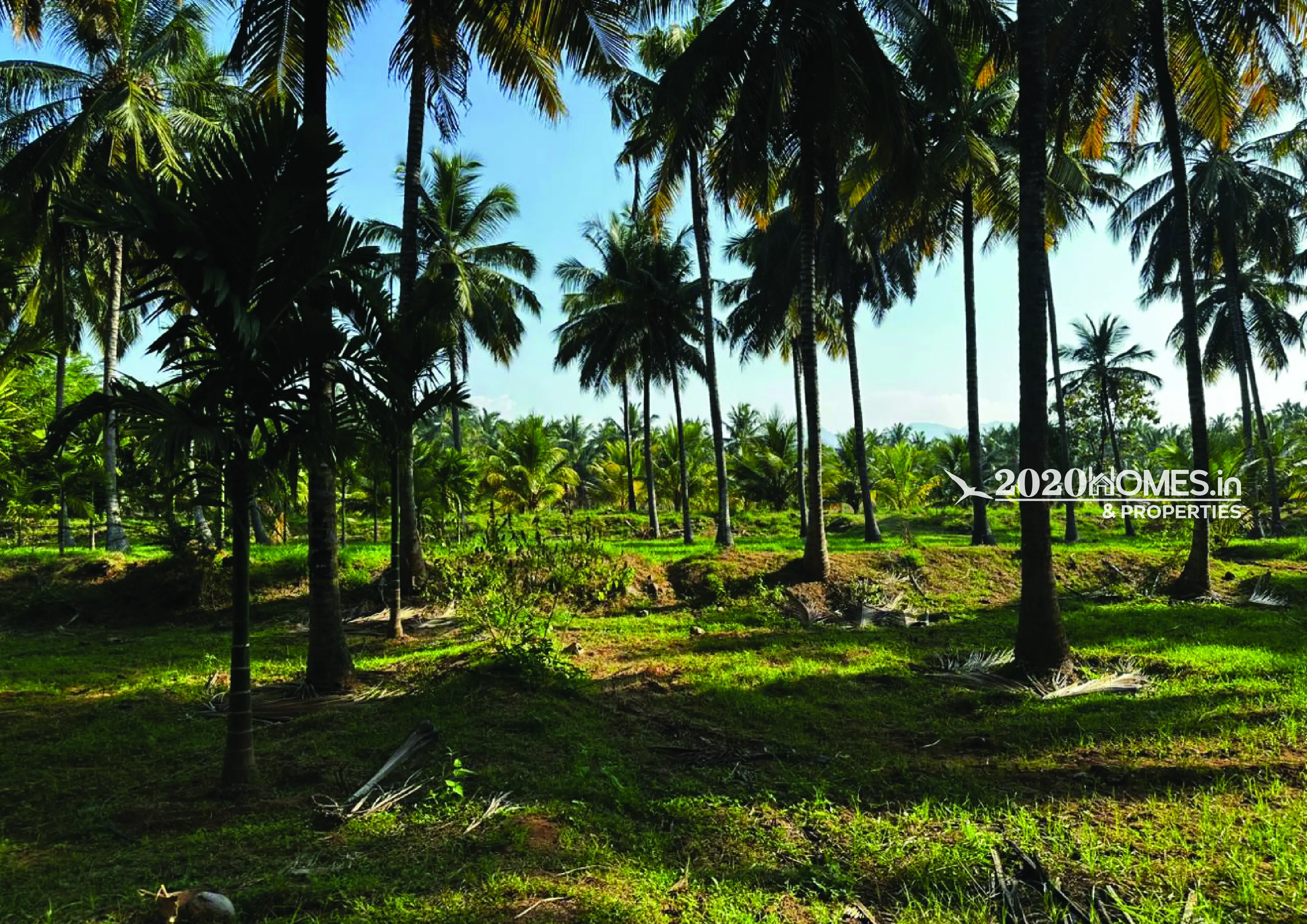Gramam Coconut Farm Anaimalai